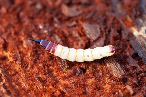 Xylophagus sp.