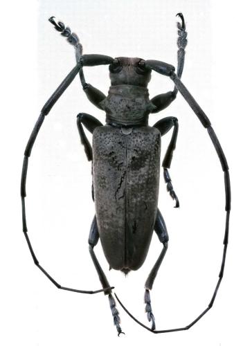 Réf. 295 294 : Acalolepta cervina
