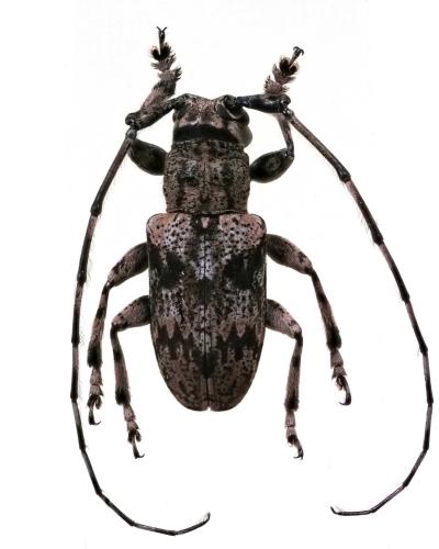 Réf. 295 246 : Mesosa obscura