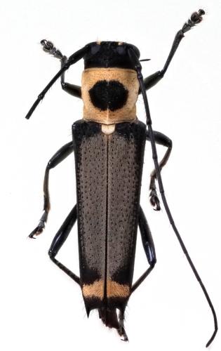 Réf. 295 341 : Glenea posticata