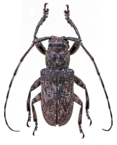 Réf. 295 056 : Mesosa postmarmorata