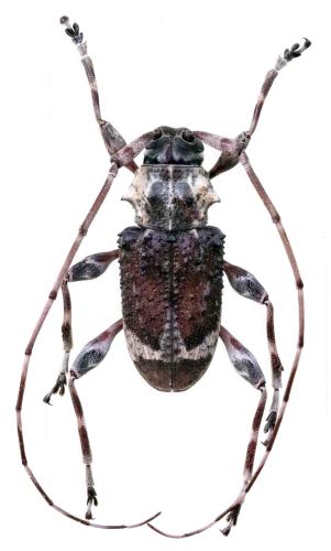 Exalphus malleri