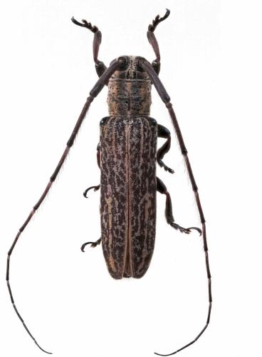 Réf. 295 409 : Pothyne polyplicata