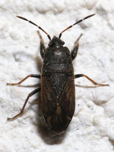Megalonotus emarginatus