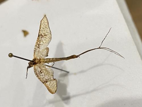 Ephemera glaucops