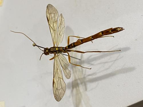 Réf. 295 503 : Megarhyssa sp.