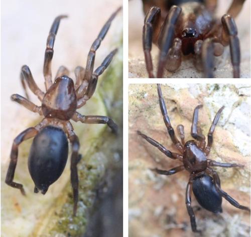 Réf. 295 697 : Zelotinae inconnu