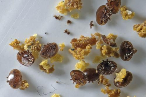 Varroa destructor