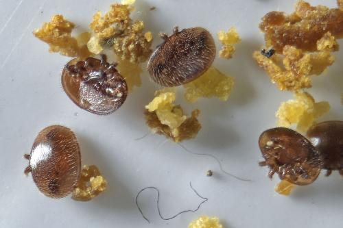 Varroa destructor