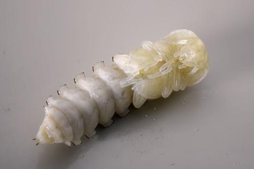 Tenebrio molitor