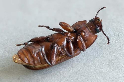 Tenebrio molitor