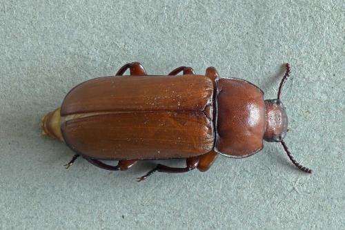 Tenebrio molitor