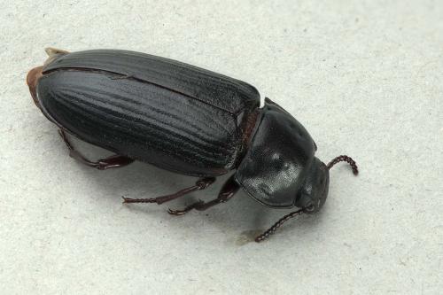 Tenebrio molitor