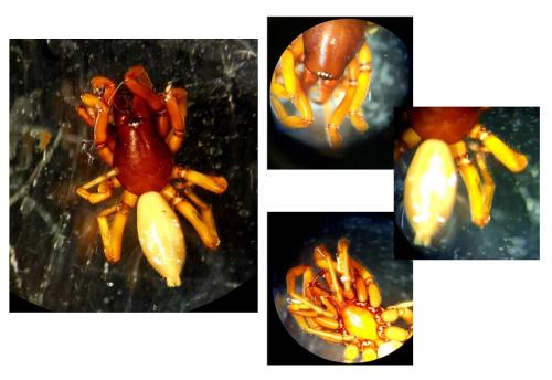 Dysdera sp.
