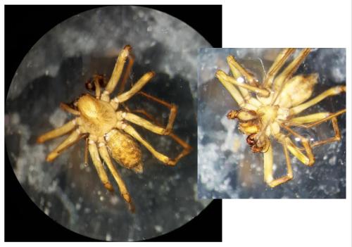 Histopona torpida