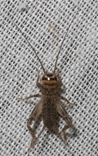 Réf. 295 801 : Eumodicogryllus bordigalensis bordigalensis
