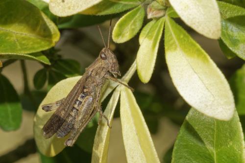 Chorthippus sp.