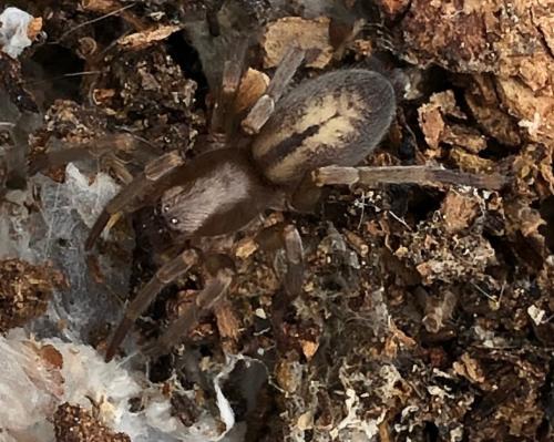 Clubiona corticalis