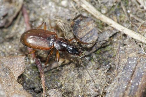 Réf. 295 465 : Agonum thoreyi