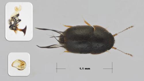 Réf. 295 236 : Acrotrichis intermedia