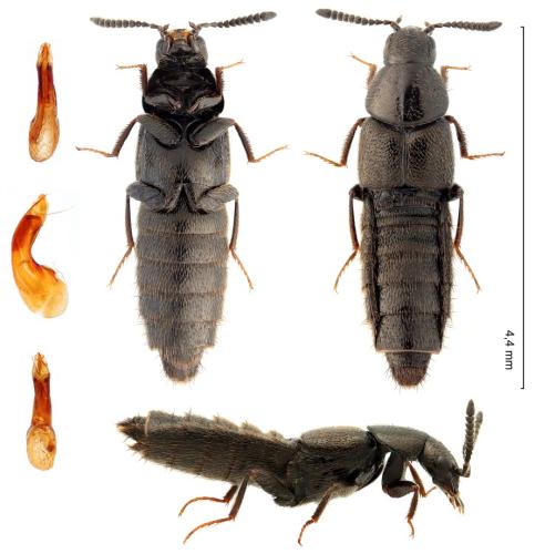 Aleochara bilineata