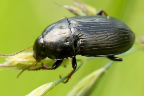 Amara sp.