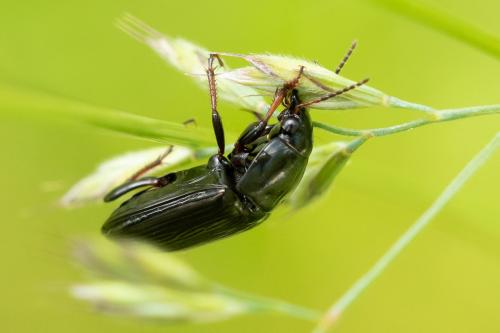 Amara sp.