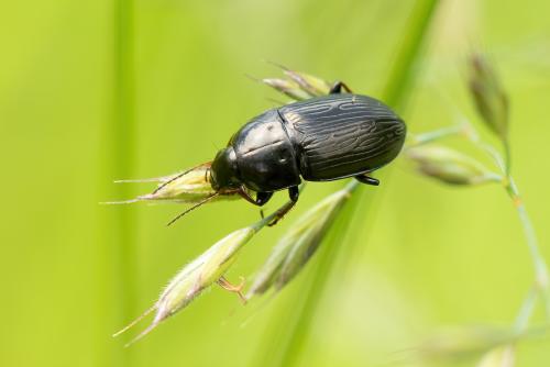 Amara sp.