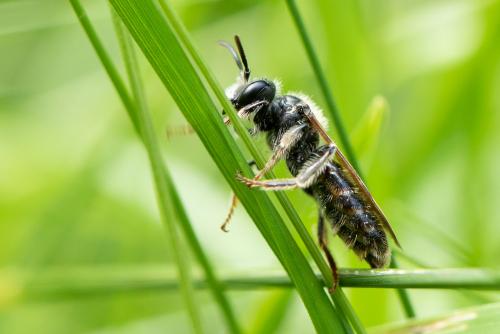 Andrena sp.