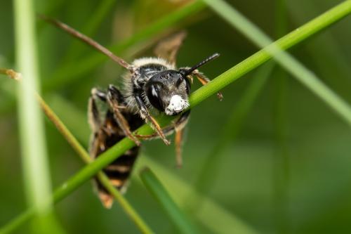Andrena sp.