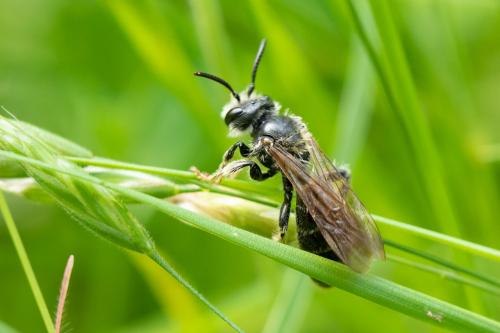 Andrena sp.