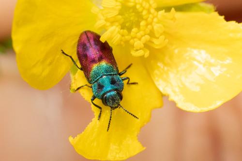 Anthaxia salicis