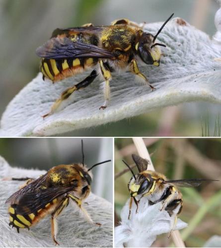 Réf. 295 004 : Anthidium manicatum