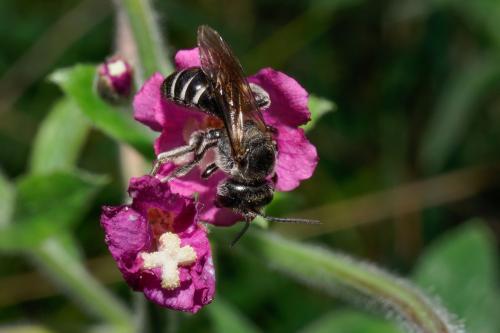 Réf. 295 131 : Lasioglossum sp.