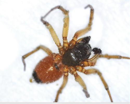 Réf. 295 878 : Ostearius melanopygius