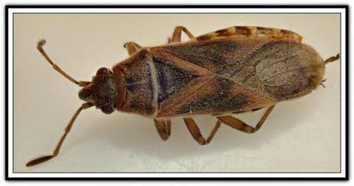 Arocatus sp.
