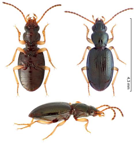Sinechostictus decoratus