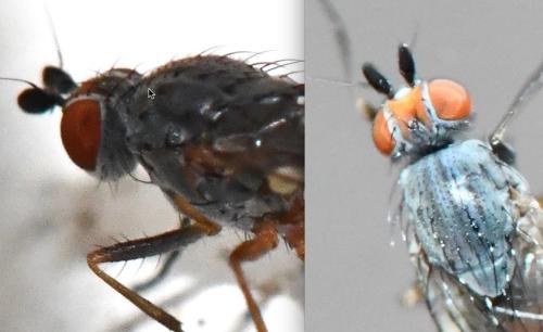 Heteromyza atricornis