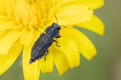 Réf. 295 430 : Anthaxia confusa