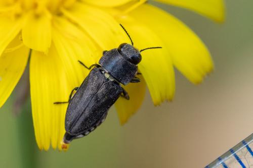Réf. 295 431 : Anthaxia confusa