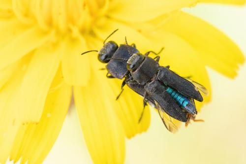Réf. 295 429 : Anthaxia confusa