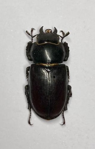 Réf. 295 311 : Lucanus tetraodon sicilianus