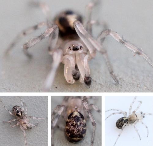 Réf. 295 965 : Enoplognatha mandibularis