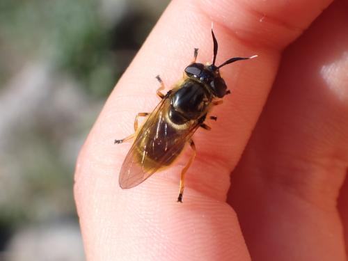 Callicera macquarti