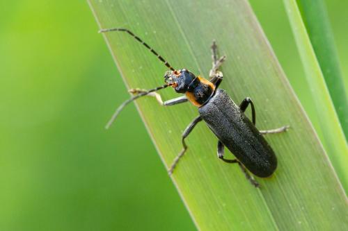 Réf. 295 968 : Cantharis sp.