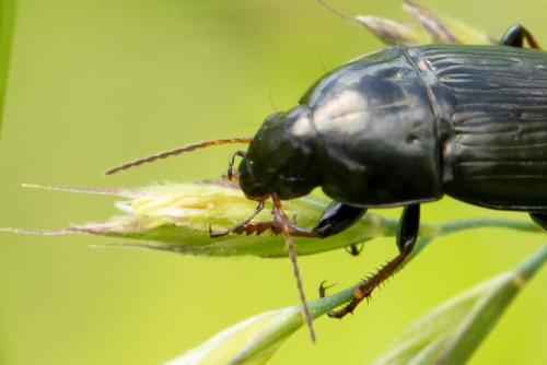 Amara sp.