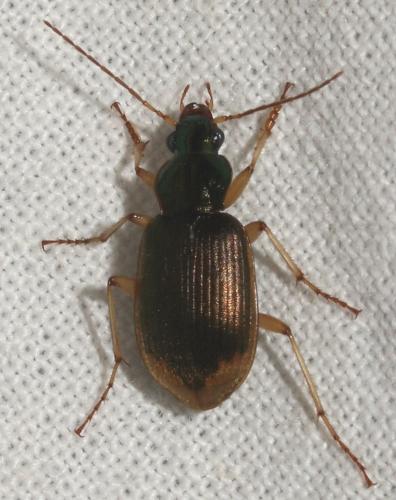 Réf. 295 104 : Chlaenius vestitus