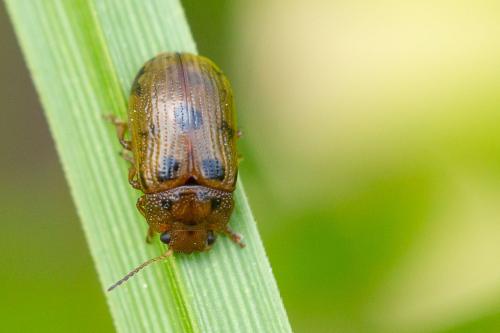 Réf. 295 948 : Gonioctena quinquepunctata