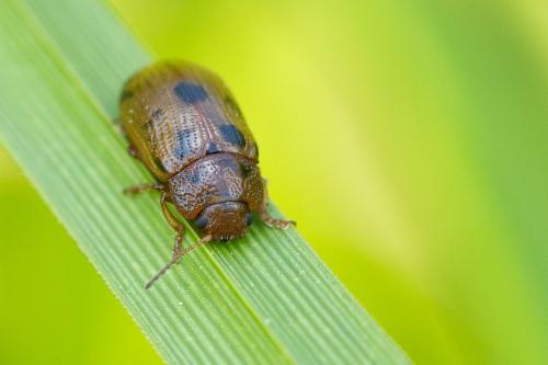 Réf. 295 949 : Gonioctena quinquepunctata