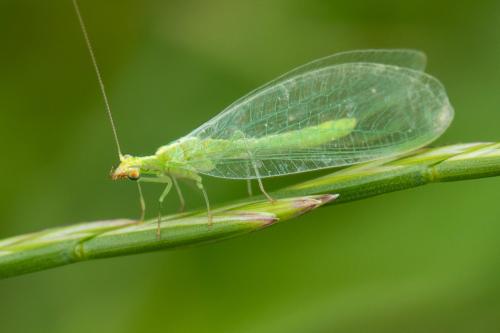 Chrysoperla sp.